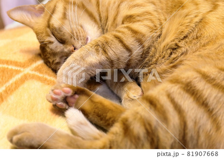 眠っている茶トラ猫 眠っている茶トラ猫 81907668