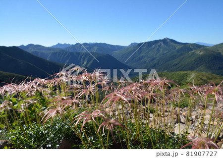 チングルマと北アルプス最深部 チングルマと北アルプス最深部 81907727