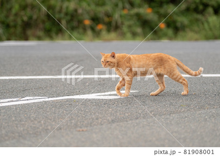 道路を横切る猫 81908001