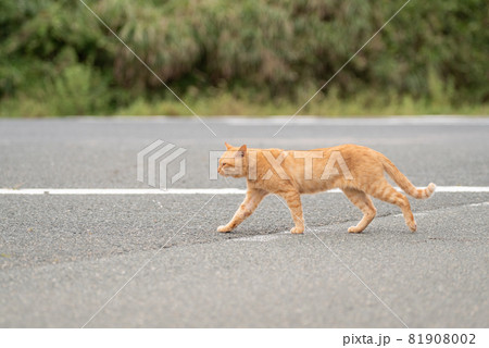 道路を横切る猫 81908002