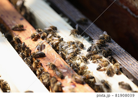 Closeup of honey bees on wooden combs Closeup of honey bees on wooden combs 81908039