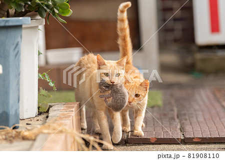 子猫をくわえて歩く猫 81908110
