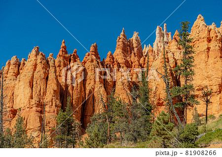 ブライスキャニオンの壁と樹木 ブライスキャニオンの壁と樹木 81908266
