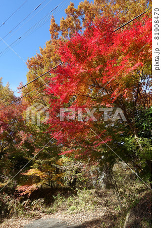 ぐるっとくじゅう周辺道路沿いの紅葉（大分県由布市） 81908470