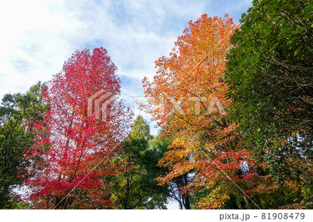ぐるっとくじゅう周辺道路沿いの紅葉（大分県由布市） 81908479