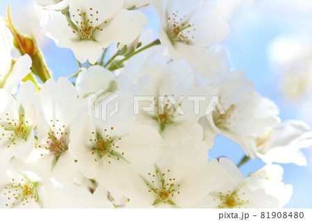 オオシマザクラ 早咲大島 桜 白い花 青空背景 クローズアップの写真素材