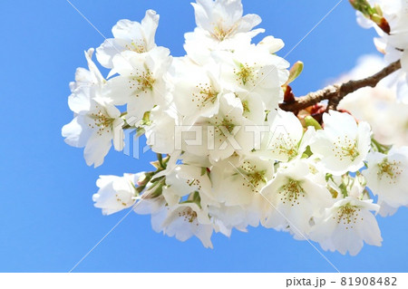 オオシマザクラ 早咲大島 桜 白い花 青空背景 クローズアップの写真素材