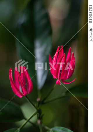Pavonia Multiflora Brazilian Candles Flowers Pavonia Multiflora Brazilian Candles Flowers 81908701