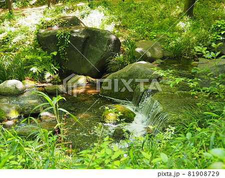 北の丸公園の小川 81908729