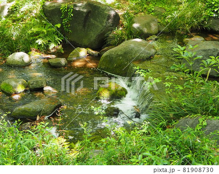 北の丸公園の小川 81908730