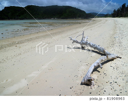 座間味島の唐馬の美しい海岸線 座間味島の唐馬の美しい海岸線 81908963