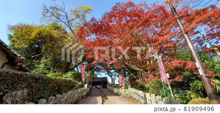 赤く染まる吉野の紅葉 赤く染まる吉野の紅葉 81909496