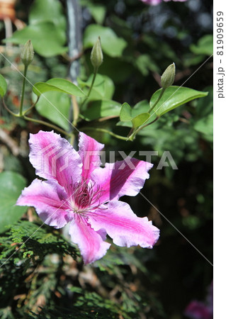 クレマチス　ギレナス 81909659