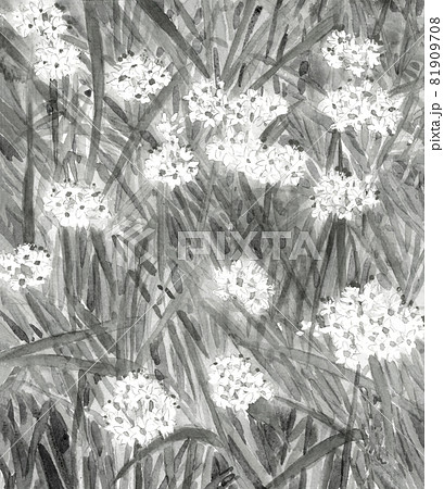 いちめんに咲いた満開のニラの花  花ニラ モノトーン【水墨画風水彩画】野菜の花 81909708