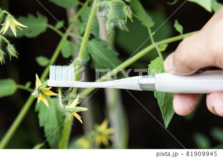 Hand holding electric vibrating toothbrush attempt to manually hand pollinate tomato plant flower 81909945