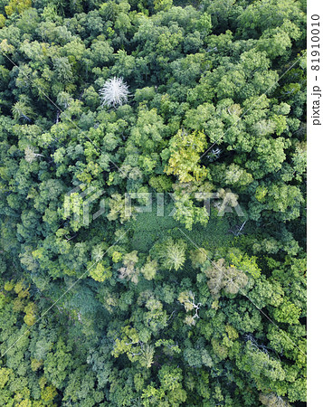 北海道の森林 空撮（中山峠周辺） 81910010