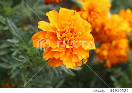 秋の公園に咲くマリーゴールドのオレンジ色の花 秋の公園に咲くマリーゴールドのオレンジ色の花 81910525