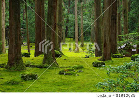 白山平泉寺 拝殿前の苔エリア 白山平泉寺 拝殿前の苔エリア 81910639