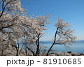 桜と琵琶湖のコントラスト 81910685