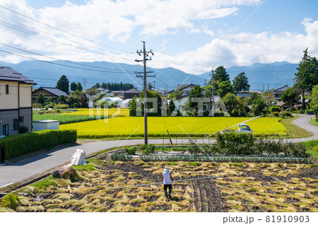 田舎の稲刈り風景 81910903