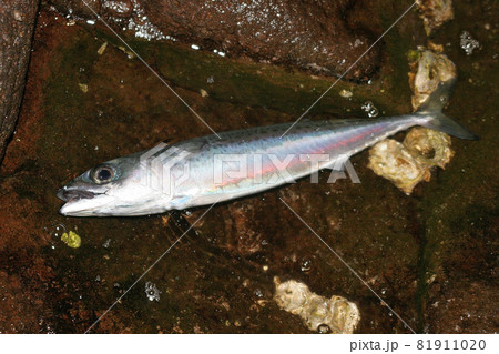 磯釣りをしていたらサバが釣れた 81911020