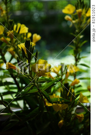 夏の花 月見草 81911023
