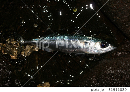 磯釣りをしていたらサバが釣れた 81911029