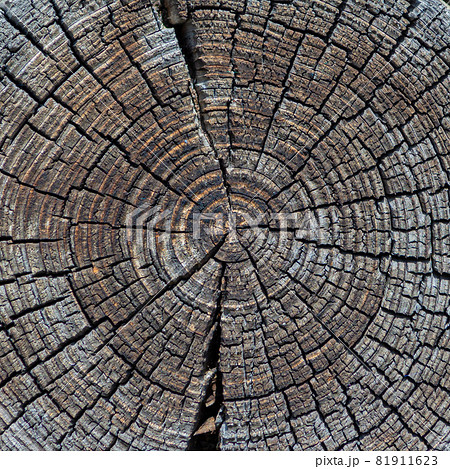 Cross section of the old tree color Cross section of the old tree color 81911623