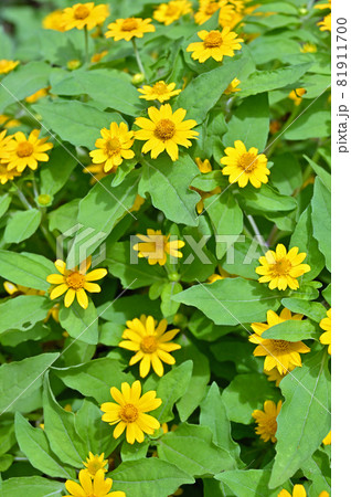 植物：メランポジウム　キク科 81911700