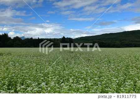 福島県南会津郡下郷町 猿楽台地の広大なそば畑の蕎麦の花 福島県南会津郡下郷町 猿楽台地の広大なそば畑の蕎麦の花 81911775