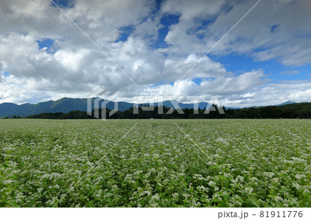 福島県南会津郡下郷町 猿楽台地の広大なそば畑の蕎麦の花 福島県南会津郡下郷町 猿楽台地の広大なそば畑の蕎麦の花 81911776
