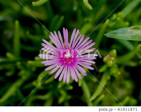 一輪のマツバギク(Delosperma) 一輪のマツバギク(Delosperma) 81911871