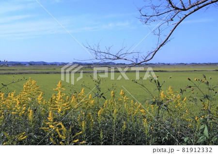 秋の田園風景・印旛沼周辺 81912332