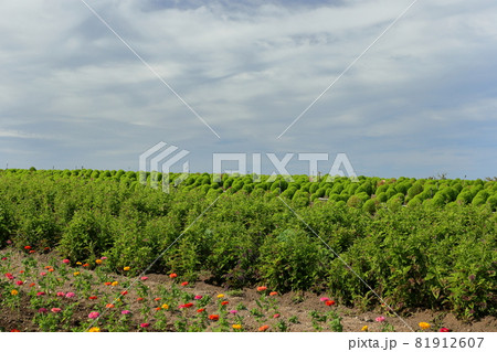 南知多観光農園花ひろば 南知多観光農園花ひろば 81912607