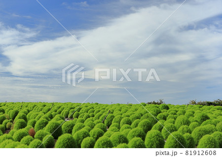 南知多観光農園花ひろば 81912608