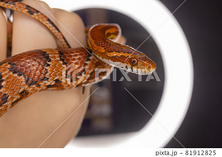 Subadult Western Hognose held in adult woman's hand. Subadult Western Hognose held in adult woman's hand. 81912825