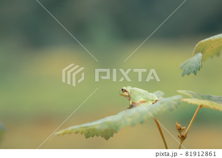 遠くを見る小さなカエル 遠くを見る小さなカエル 81912861