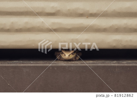 隠れている小さなカエル 隠れている小さなカエル 81912862