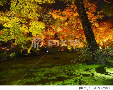 【京都・嵯峨】ライトに照らされたグラデーションの紅葉と緑に輝く苔 宝厳院の紅葉ライトアップ 11月 【京都・嵯峨】ライトに照らされたグラデーションの紅葉と緑に輝く苔 宝厳院の紅葉ライトアップ 11月 81912961