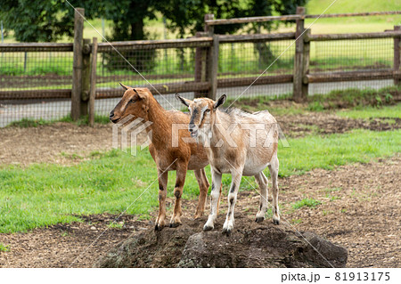 2頭のヤギが岩の上に乗っている 2頭のヤギが岩の上に乗っている 81913175