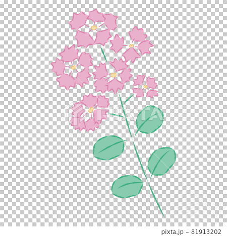 紫薇的插圖 81913202