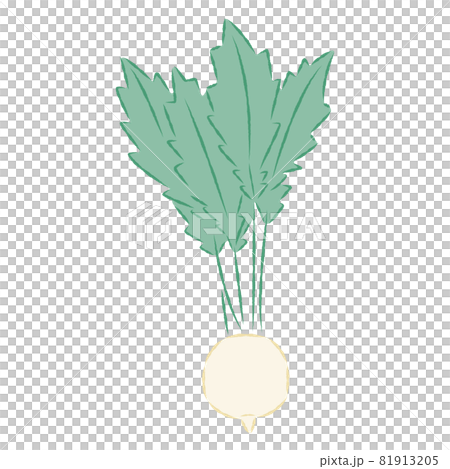 Illustration of turnip Illustration of turnip 81913205