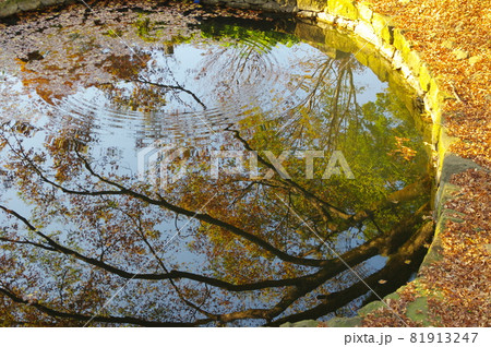 金山城跡の月ノ池（群馬県太田市） 81913247