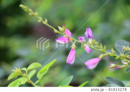 ピンク色の萩の花(緑背景) 一枝のピンク色の萩 ピンク色の萩の花(緑背景) 一枝のピンク色の萩 81913278