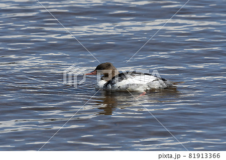 カワアイサ カワアイサ 81913366