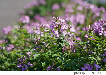 セイヨウフウチョウソウ 81913418