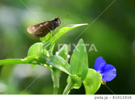 朝陽に輝く紫露草とイチモンジセセリ蝶、 イチモンジセセリと露草 朝陽に輝く紫露草とイチモンジセセリ蝶、 イチモンジセセリと露草 81913916