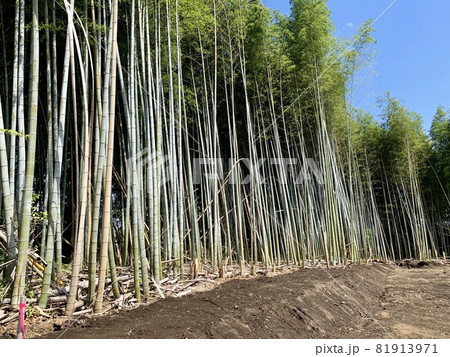 竹藪 伐採 / bamboo grove felling 81913971