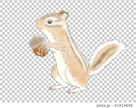 Watercolor squirrel and acorn (chipmunk) Watercolor squirrel and acorn (chipmunk) 81914698
