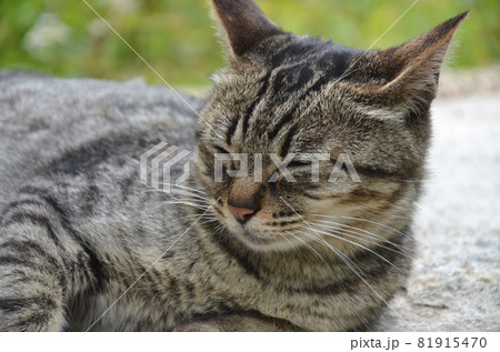 ねこ　ネコ　猫　保護ネコ　ノラ猫 81915470